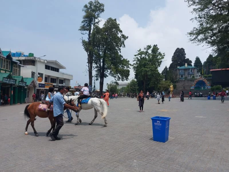 Darjeeling Chowrasta Ponies
