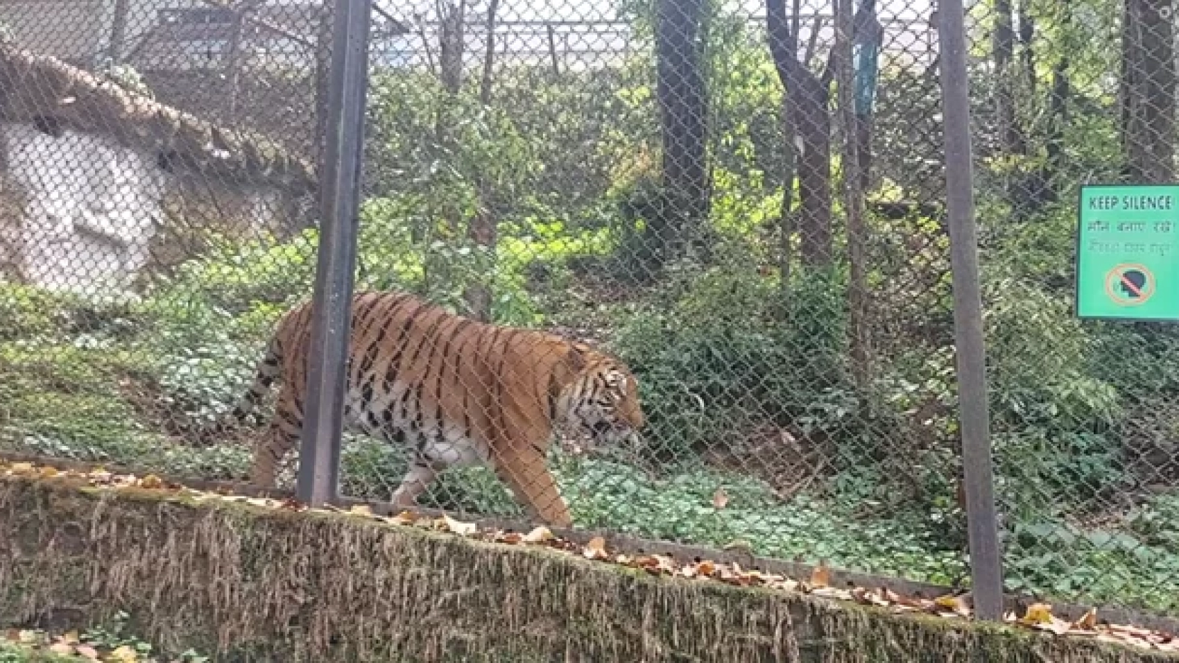 Bengal Tiger