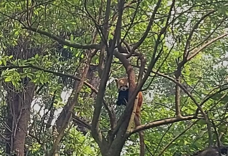 Darjeeling Zoo Red Panda