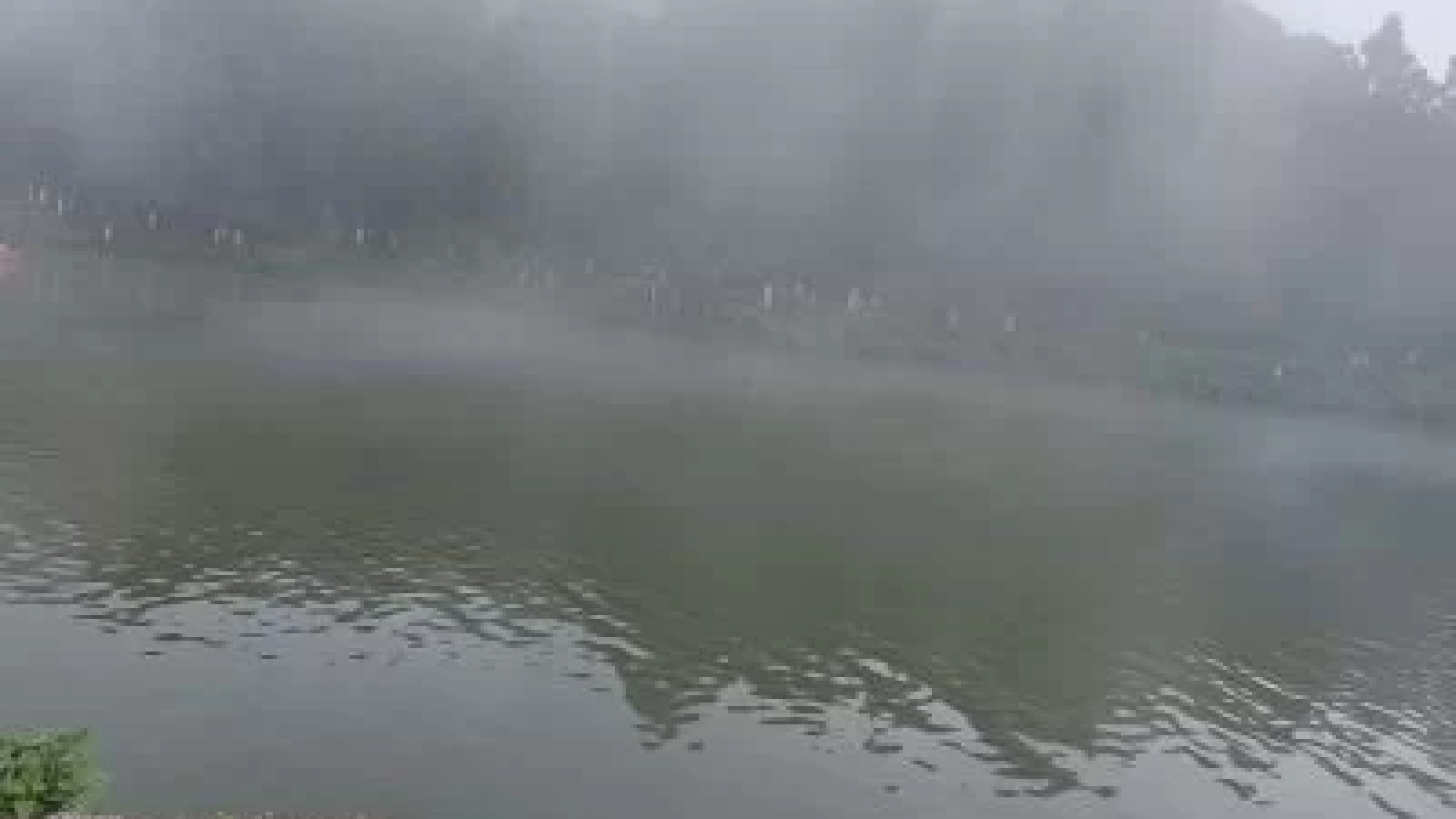 Mirik lake pine view