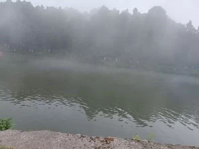 Mirik lake pine view
