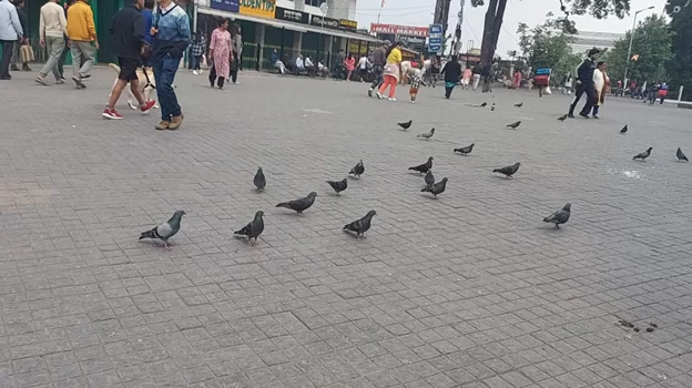 Pigeons