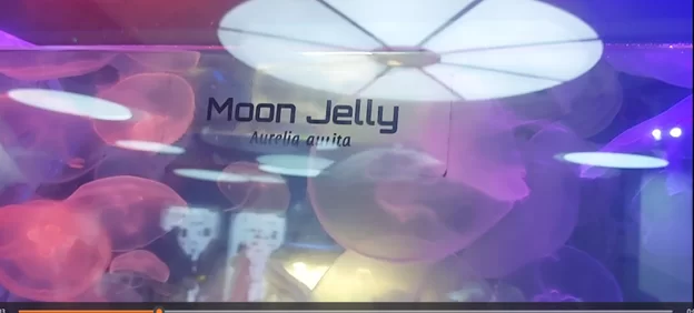 Moon Jelly