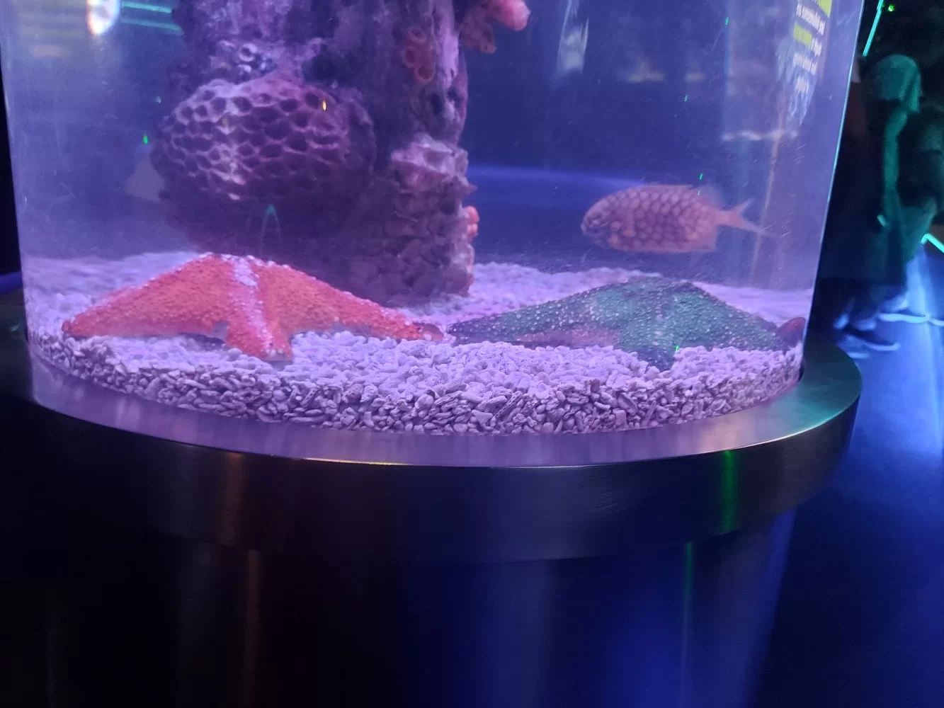 Star Fish Aquaria KLCC