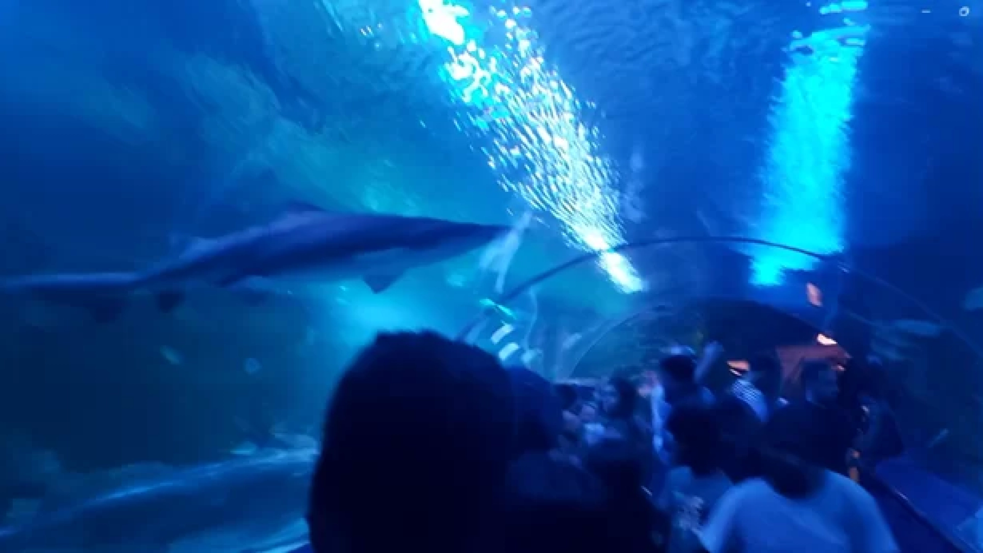 Underwater tunnel Aquaria KLCC