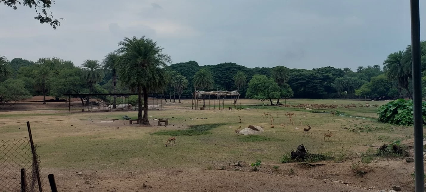 Deers