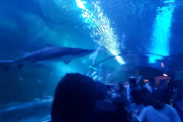 Underwater tunnel Aquaria KLCC